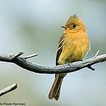 Olive Tufted Flycatcher / Mitrephanes olivaceus