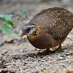 Green-legged Partridge / Tropicoperdix chloropus