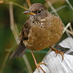 Austral Thrush / Turdus falcklandii