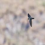 Ridgetop Swiftlet / Collocalia isonota