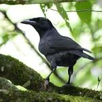 Ямайская ворона / Corvus jamaicensis
