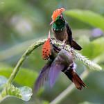 Пестрохохлая кокетка / Lophornis stictolophus