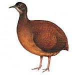 Choco Tinamou / Crypturellus kerriae