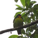 Black-chested Fruiteater / Pipreola lubomirskii
