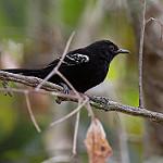Bananal Antbird / Cercomacra ferdinandi
