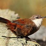 Crag Chilia / Ochetorhynchus melanurus