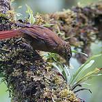 Горная казарита / Anabacerthia striaticollis