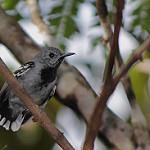 Band-tailed Antwren / Myrmotherula urosticta