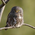 Collared Owlet / Taenioptynx brodiei