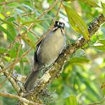 Чернолицая атлапета / Atlapetes melanopsis