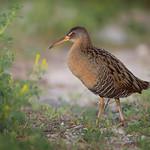 Clapper Rail / Rallus crepitans