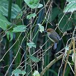 Red-capped Forest Warbler / Artisornis metopias