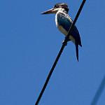 Rusty-capped Kingfisher / Todiramphus pelewensis