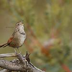 Western Bristlebird / Dasyornis longirostris