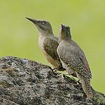 Земляной дятел / Geocolaptes olivaceus