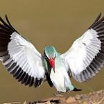 Сенегальский зимородок / Halcyon senegalensis