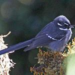 Friendly Fantail / Rhipidura albolimbata