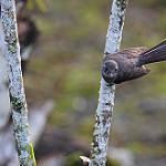 Samoan Fantail / Rhipidura nebulosa