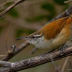Long-billed Wren / Cantorchilus longirostris