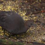 Серый скрытохвост / Crypturellus cinereus
