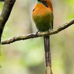 Broad-billed Motmot / Electron platyrhynchum