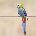 Бледноголовая розелла / Platycercus adscitus
