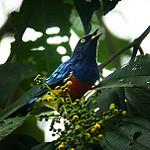 Scarlet-breasted Dacnis / Dacnis berlepschi