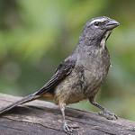Серый сальтатор / Saltator coerulescens