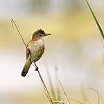 Тростниковая камышовка / Acrocephalus scirpaceus