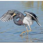 Трёхцветная цапля / Egretta tricolor