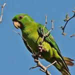 Мексиканская аратинга / Psittacara holochlorus