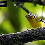 Black-eared Shrike-babbler / Pteruthius melanotis