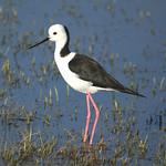 Австралийский ходулочник / Himantopus leucocephalus