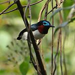 Red-cheeked Wattle-eye / Platysteira blissetti