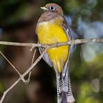 Trogon chrysochloros