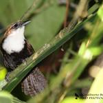 Black-bellied Wren / Pheugopedius fasciatoventris