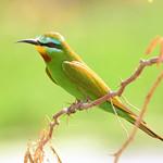 Зелёная щурка / Merops persicus