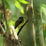 Black-billed Flycatcher / Aphanotriccus audax