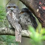 Исполинский лягушкорот / Podargus strigoides