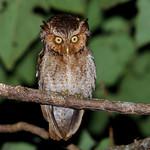 Mountain Scops Owl / Otus spilocephalus