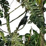 Chestnut-capped Piha / Lipaugus weberi
