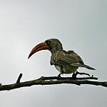 Коронованый токо / Lophoceros alboterminatus
