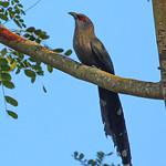 Green-billed Malkoha / Phaenicophaeus tristis