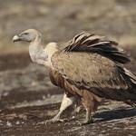 Белоголовый сип / Gyps fulvus