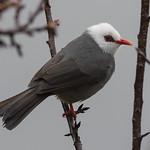 White-headed Bulbul / Hypsipetes thompsoni