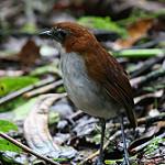 White-bellied Antpitta / Grallaria hypoleuca