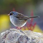 Пёстрый юнко / Junco vulcani