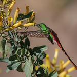 Red-tailed Comet / Sappho sparganurus