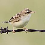 Пустынная цистикола / Cisticola aridulus
