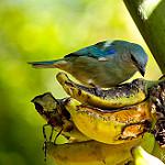 Azure-shouldered Tanager / Thraupis cyanoptera